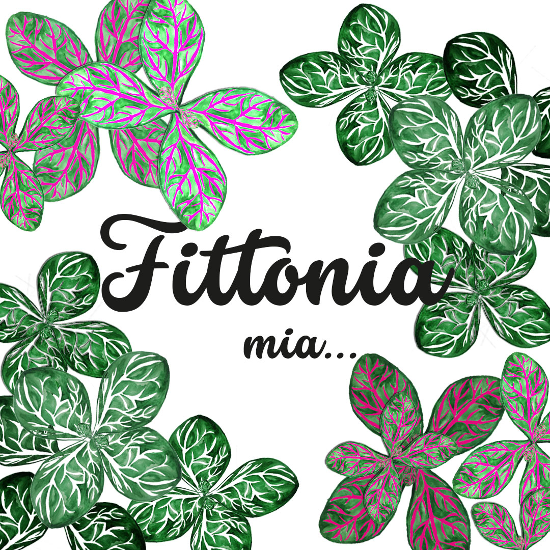 Fittonie, Mosaikpflanze