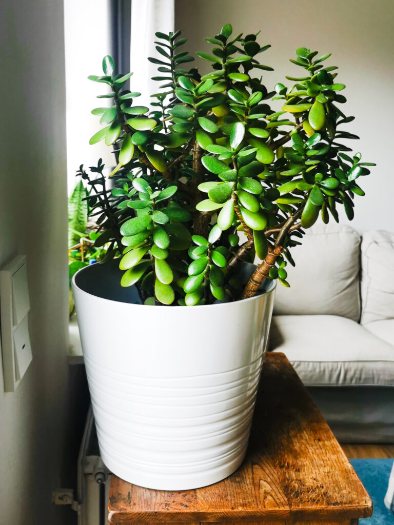Pfennigbaum, Jade Plant