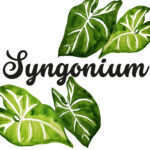 Syngonium, Purpurtute