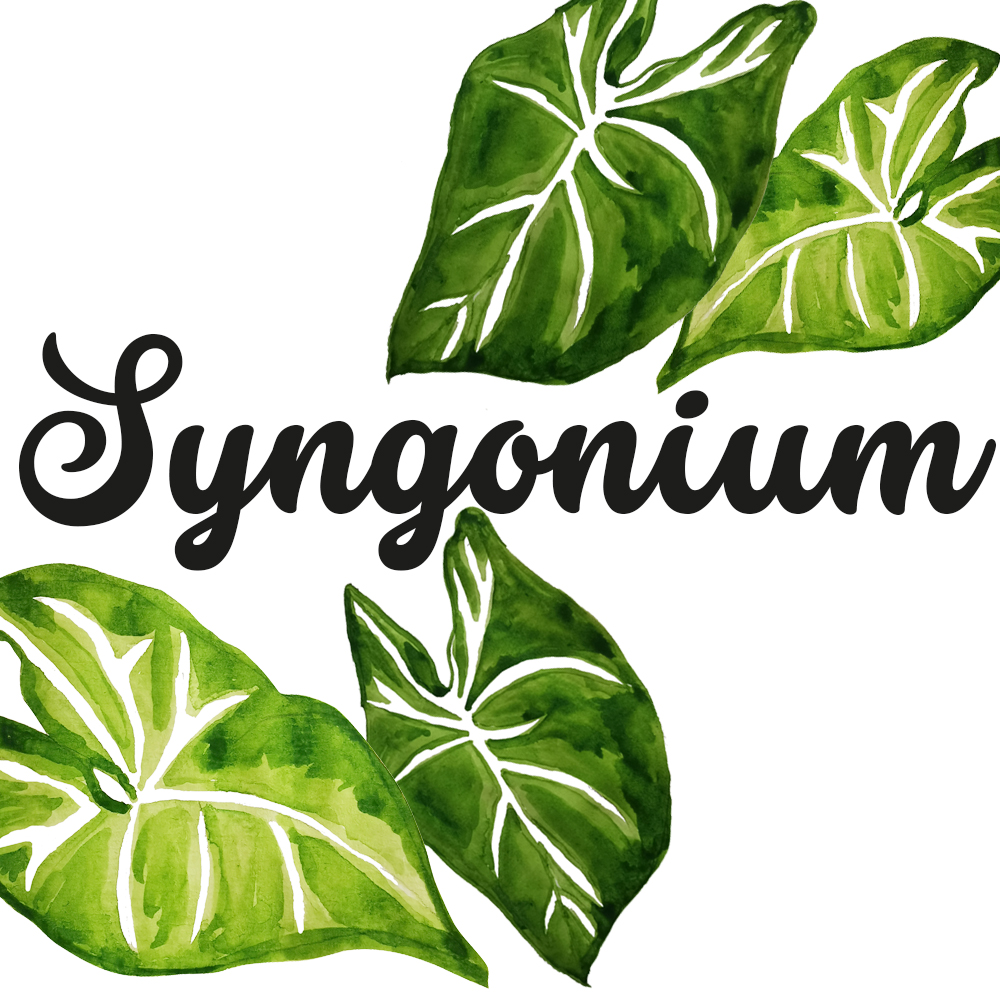 Syngonium, Purpurtute
