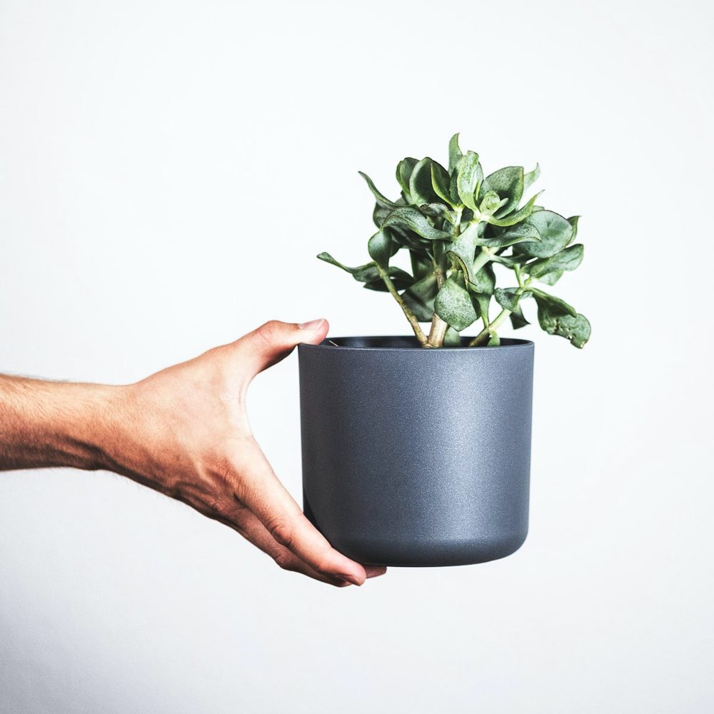 Crassula ovata, Geldbaum, Pfennigbaum